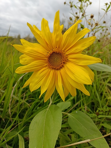Common Sunflower