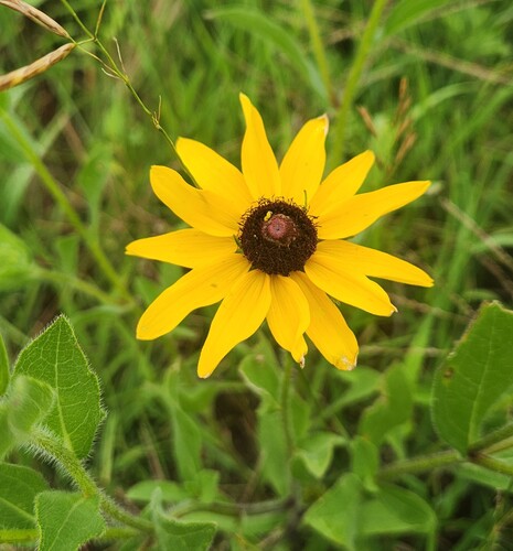 black-eyed Susan