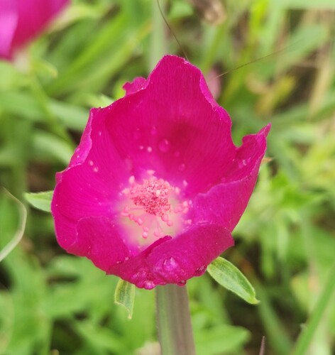 winecup mallow