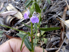 Rostellularia adscendens