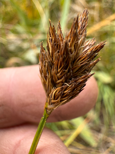 Carex haydeniana, 2026-08-24