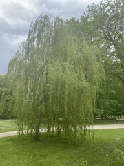 Salix