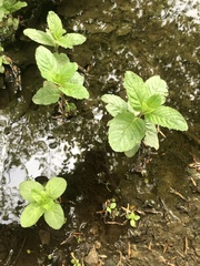 Mentha aquatica