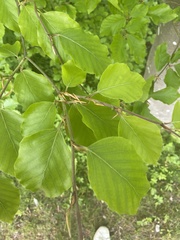 Fagus sylvatica