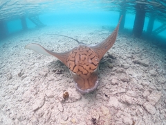 Ornate Eagle Ray photo 4