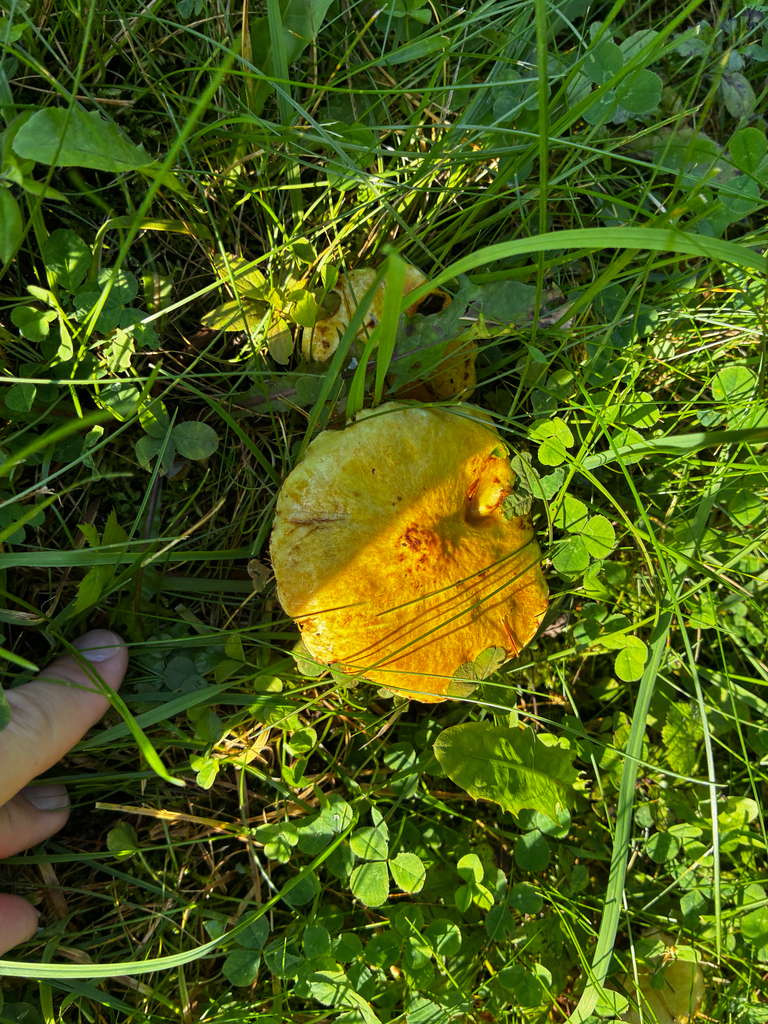 Chicken Fat Mushroom · August 2026 · photo: Photo: (c) Arthur Whiting, some rights reserved (CC BY) · iNaturalist