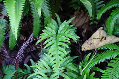 Pteris semipinnata
