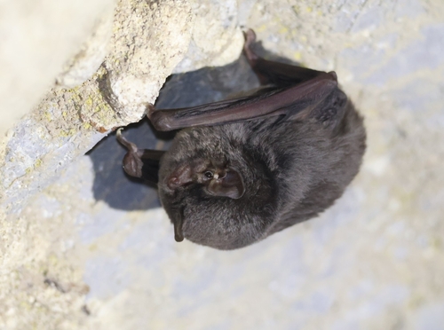 Schreibers' Long-fingered Bat