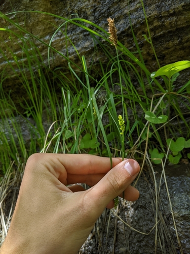 Image of Rigid Sedge (Carex tetanica) by (c) Nathan Aaron, some rights reserved (CC BY)