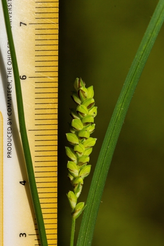 Image of Carex tetanica by (c) Nathan Aaron, some rights reserved (CC BY)