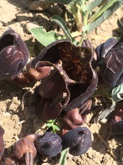 Aristolochia maurorum