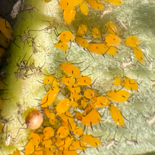 Oleander Aphid
