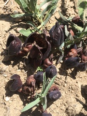 Aristolochia maurorum