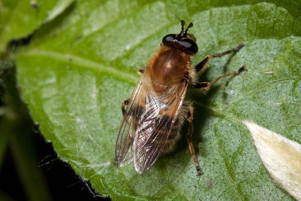 Criorhina asilica