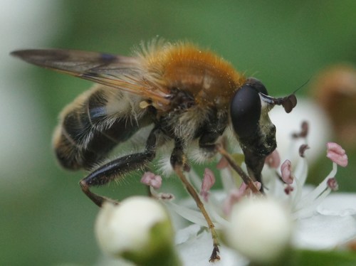 Pale-banded Bear Hoverfly