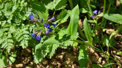 Pulmonaria mollis