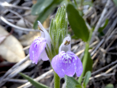 Rostellularia adscendens