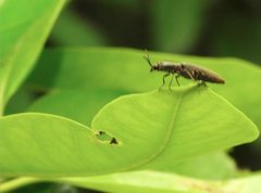 Agriotes fuscicollis