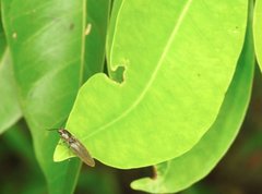Agriotes fuscicollis