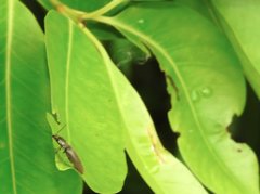 Agriotes fuscicollis