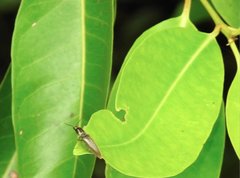 Agriotes fuscicollis