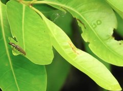 Agriotes fuscicollis
