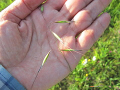 Avena barbata, photograph (c) zebedeugalinha, some rights reserved (CC BY)