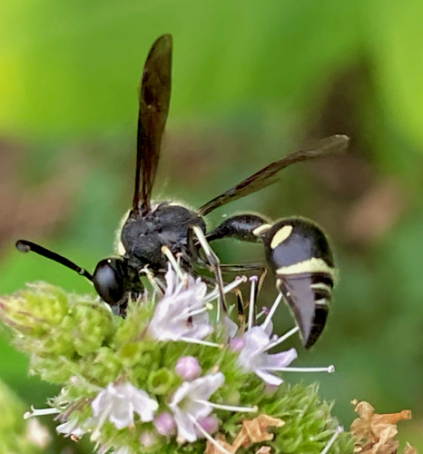 Fraternal Potter Wasp