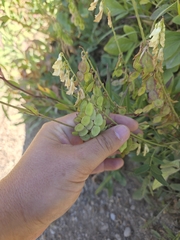 Hedysarum sulphurescens, photograph author not stated, no rights reserved