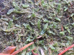 Calypogeiaceae