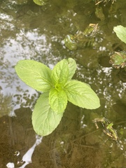 Mentha aquatica