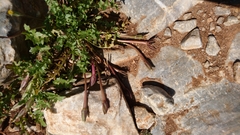 Hyoseris scabra