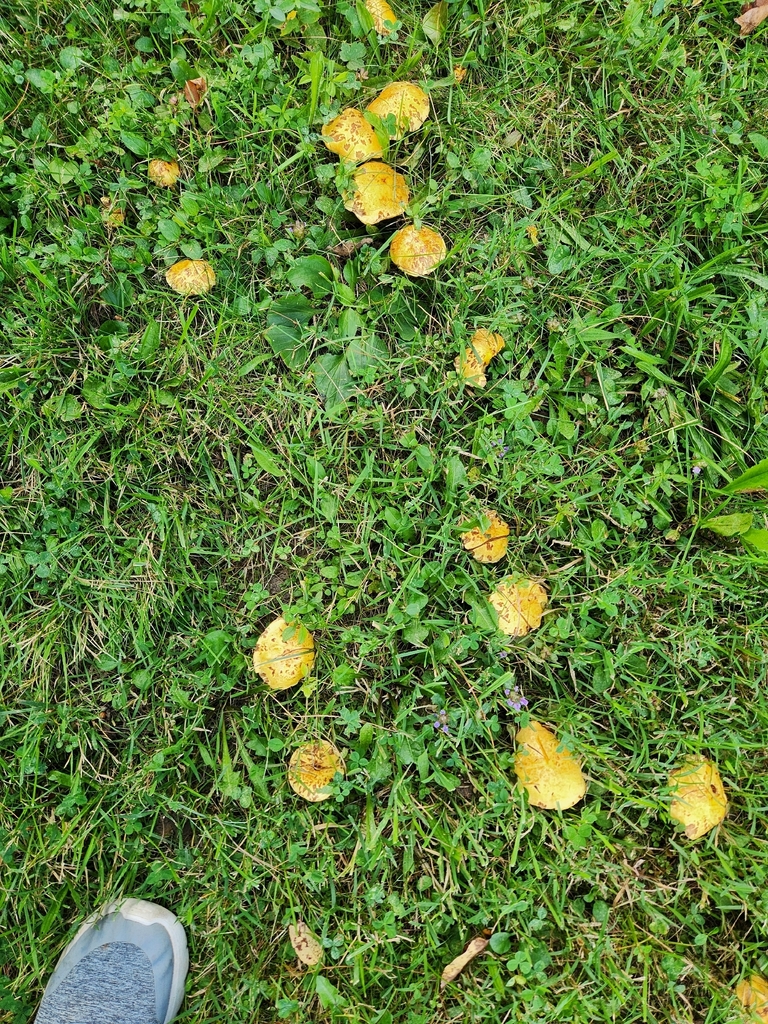 Chicken Fat Mushroom · August 2026 · photo: Photo: (c) Judy Dobles, some rights reserved (CC BY) · iNaturalist