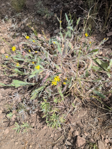Hieracium scouleri, 2026-08-27