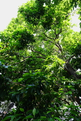 Magnolia × alba