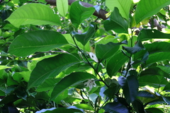 Magnolia × alba