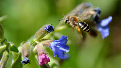 Pulmonaria mollis