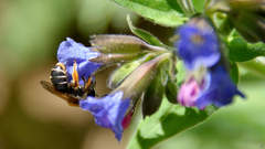 Pulmonaria mollis