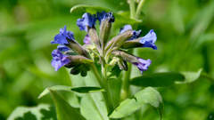Pulmonaria mollis