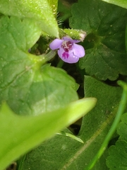Glechoma hederacea