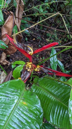 Heliconia tortuosa, photograph 2