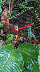 Heliconia tortuosa, photograph (c) Yu, some rights reserved (CC BY-SA)