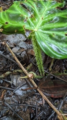 Philodendron verrucosum