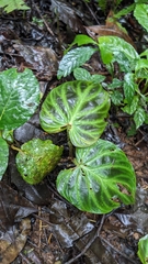 (c) Yu, some rights reserved (CC BY-SA) Philodendron verrucosum, photograph (c) Yu, some rights reserved (CC BY-SA)