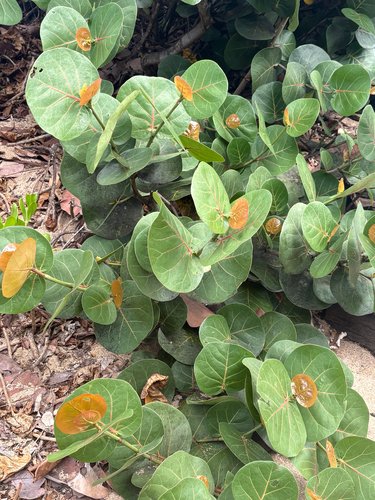 Coccoloba uvifera observed 2026-08-27