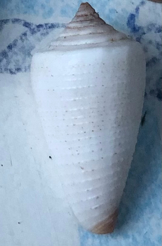 Conus lignarius observed 2024-07-14