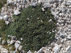 Androsace vitaliana, photograph (c) Francesco Baboni, some rights reserved (CC BY)