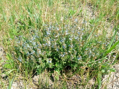 Veronica austriaca dentata