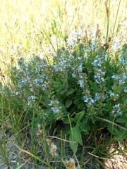 Veronica austriaca dentata