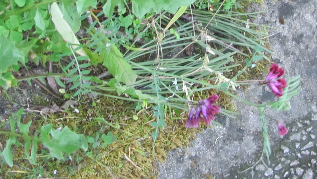 Vicia benghalensis; photograph (c) zebedeugalinha, some rights reserved (CC BY)